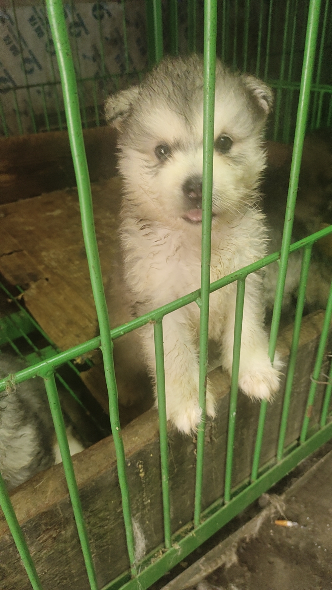 自家繁殖的熊版灰桃阿拉斯加幼犬